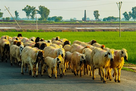 sheeps in village