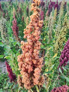 Quinoa plants