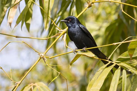 Black Sparrow sitting on bamboo branch with green background