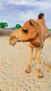 Camel thar Dessert 