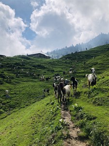 Goats in North Mountains