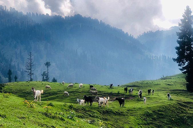 Goats & sheep in North Mountains of swat