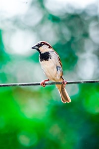 Sparrow sitting on wire 