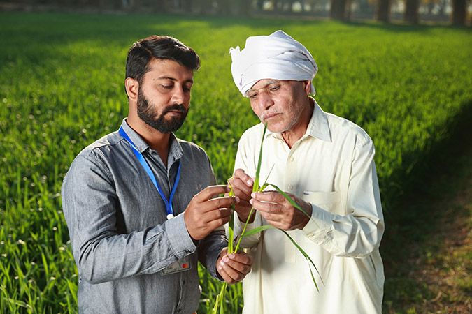 Two men checking crops