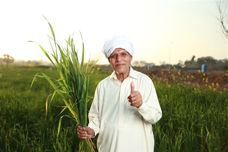 Old man holding crops in one hand while giving thumbs up with the other