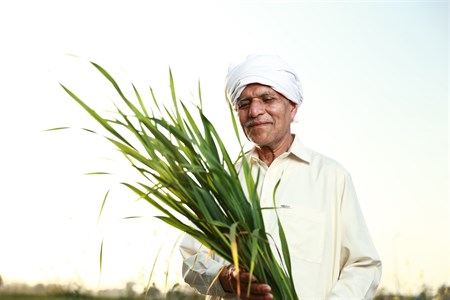 Farmer holding and checking crops