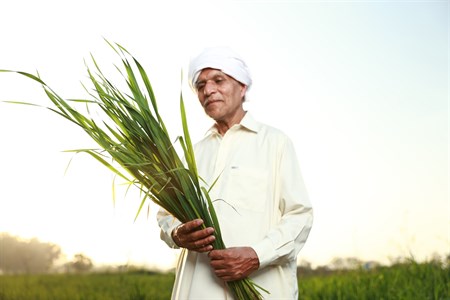 Farmer holding and checking crops