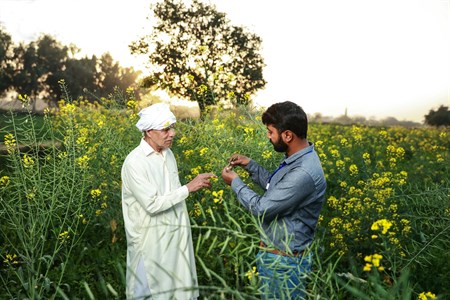 Two men checking crops