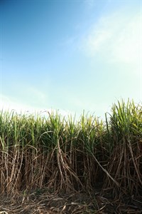 suger cane fields
