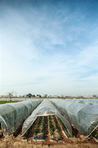 farming poly green house with plastic film cover