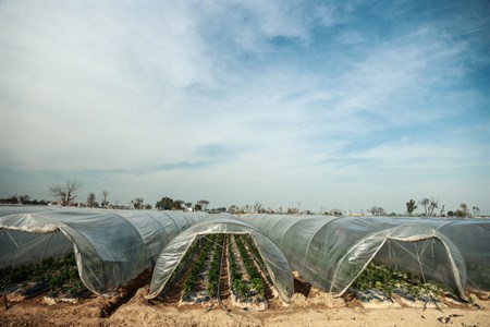 farming poly green house with plastic film cover