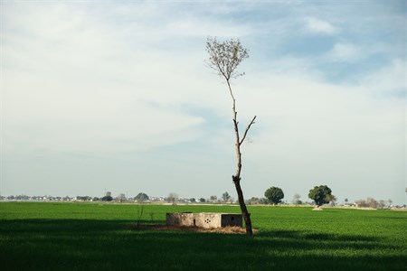 village landscape with a small wall build and a thin tree stem in middle