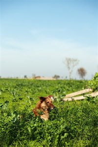 brown dog in the middle of fields