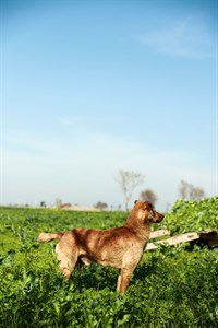 Brown dog in the middle of fields