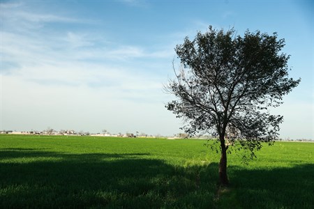 village landscape with a tree