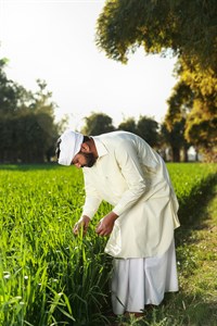 Man in traditional clothes checking crops