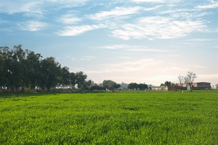 fields landscape with buildings in the background