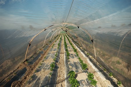 greenhouse farming