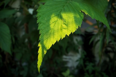 sunlight falling on green leaf