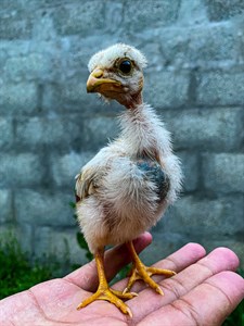 Baby Chicken 