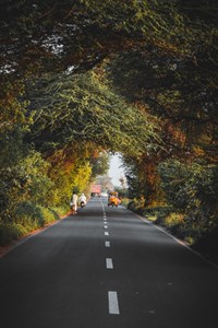 Trees on Road