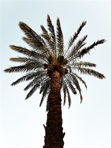 Date Palm Tree 