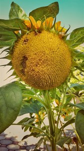 Giant Sunflower 