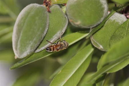 Honey bee on Almonds plant