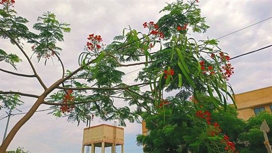 Royal Poinciana Flame Tree 