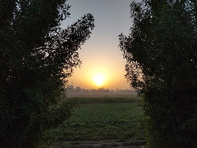 Sunset in fields