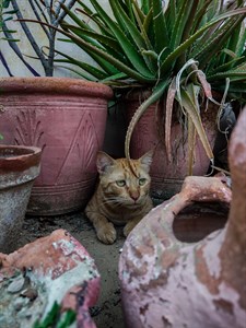 A cat between the pots