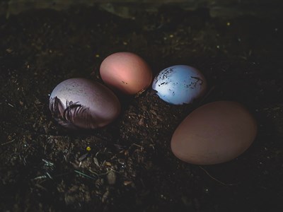 Natural Hen Eggs 