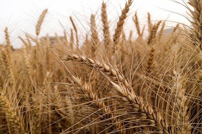 Wheat crop field