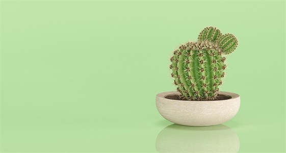 Cactus plant in the white bowl with green background