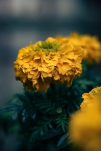 Yellow Marigold Beautiful Flower Image