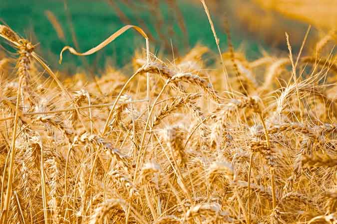 Wheat Fields 