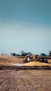Wheat Fields Threshing 