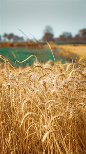 Wheat Fields 