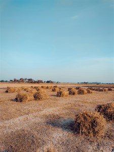 What happens in wheat fields? 