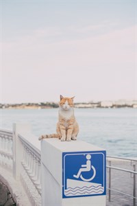 Cat sitting on the railing near sea