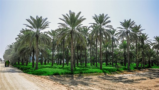 A Beautiful View Of Date-Palm Harvesting, Nature Landscape Photography