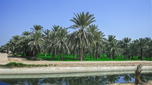 A Beautiful View Of Date-Palm Harvesting, Nature Landscape Photography