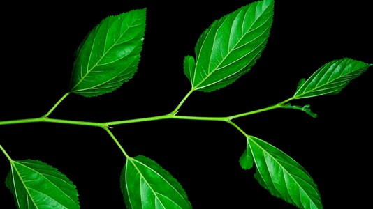 Lush green leaves with black background