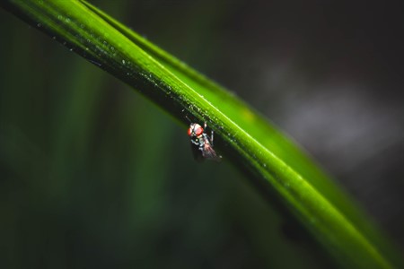 Housefly on a leaf