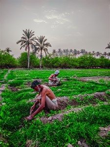 Old farmers working in the field during sunsets