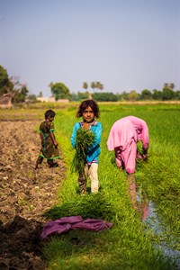 Two little girl working in the field along their father