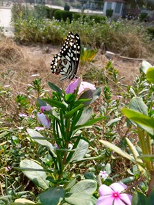 Butterfly with flower