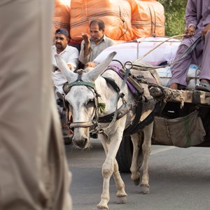 Donkey pulling a cart