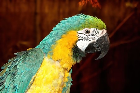 Parrot Macaw - Blue and Yellow
