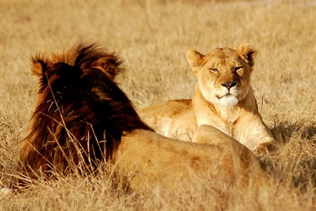 2 Lions, King of Jungle - Safari Park Wild 
